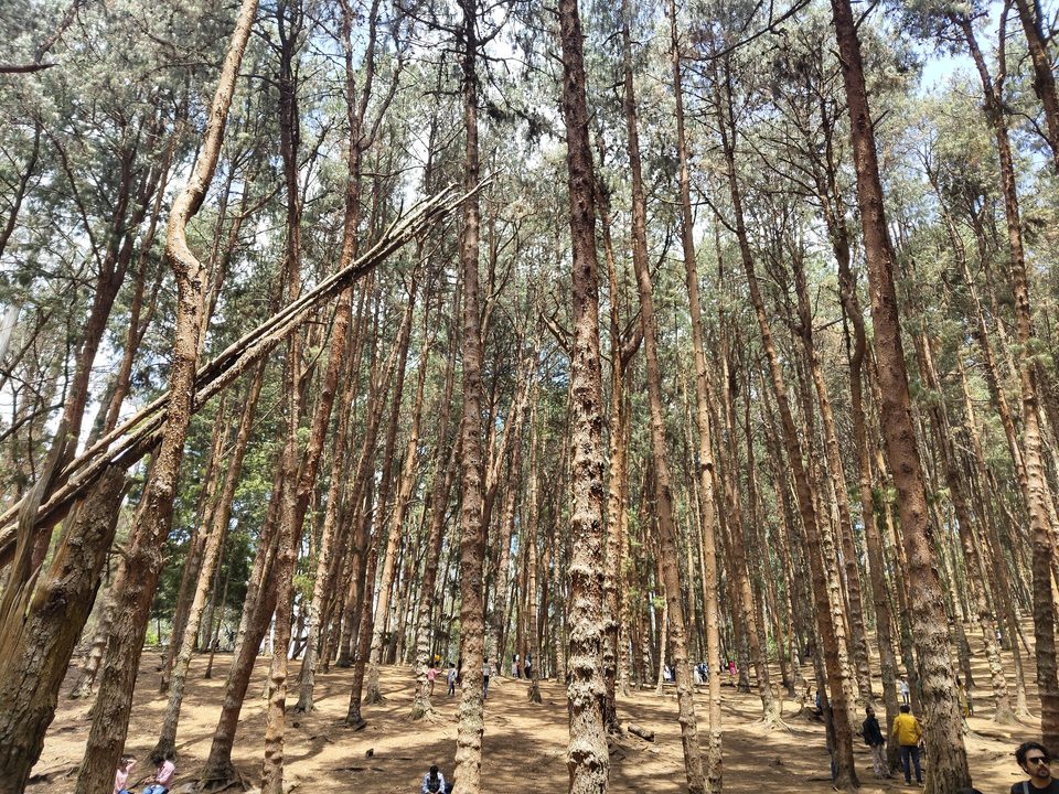 Pine trees, Kodaikanal – Kerala · Tamil Nadu